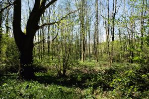 Photo 35- click for photo gallery